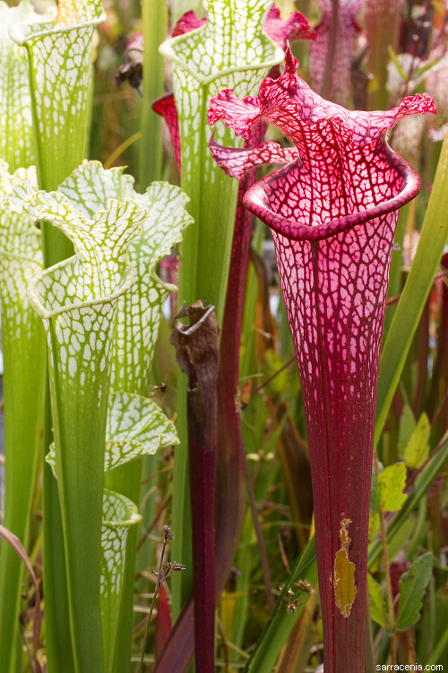 Sarracenia leucophylla