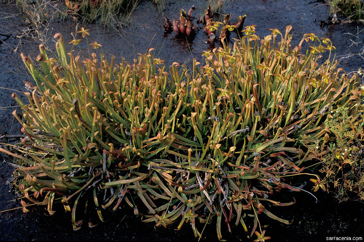 Sarracenia rubra ssp. rubra
