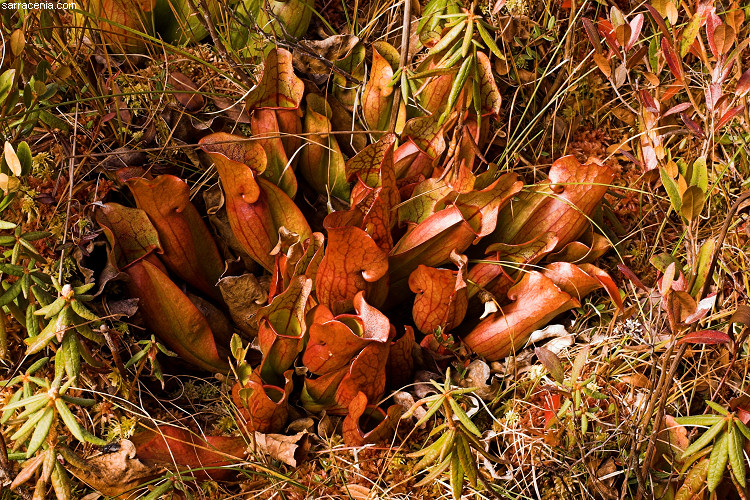 Sarracenia purpurea ssp. purpurea