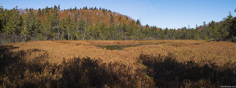 Lost Pond