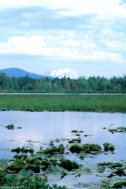 Silver Lake with non-native Utricularia inflata