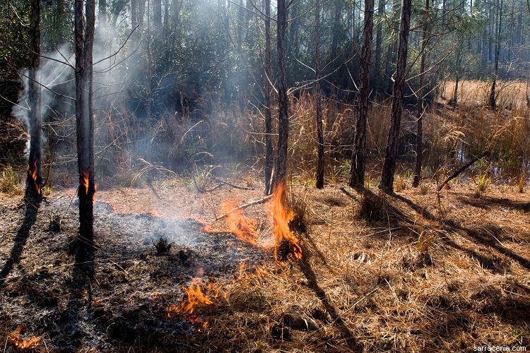 Osceola forest, prescribed burn