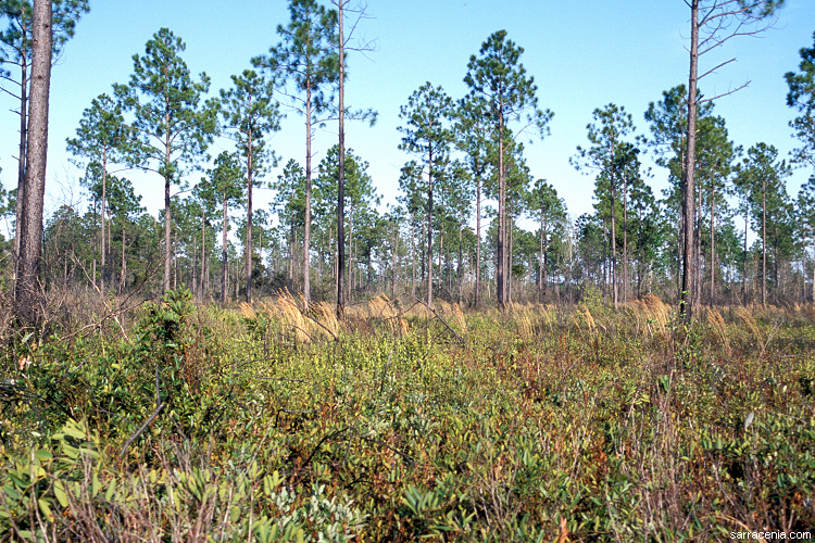 Green Swamp island vegetation