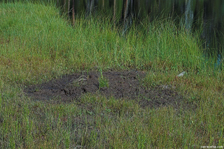 Peat blowout in Sphagnum mat