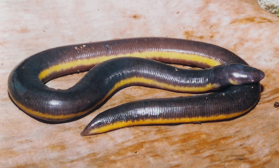 Ichthyophis glutinosus