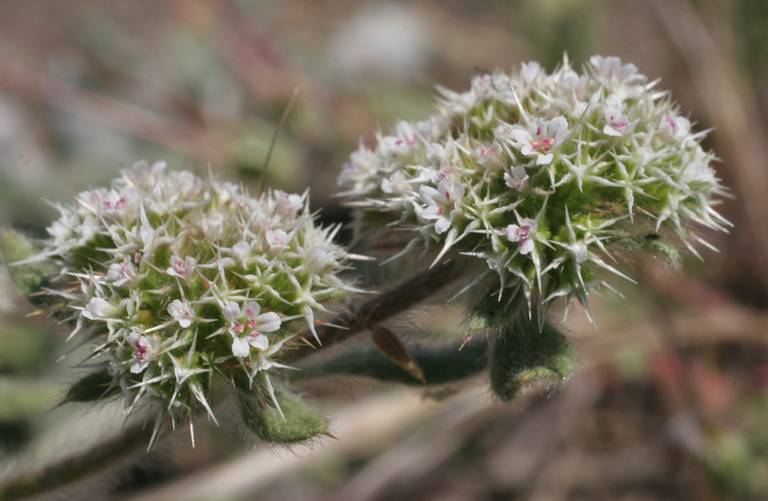 Chorizanthe howellii