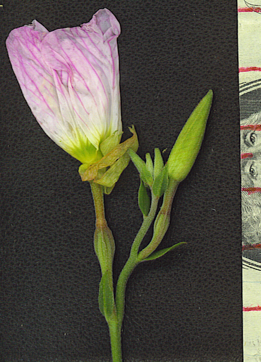 Oenothera speciosa Oenothera speciosa
