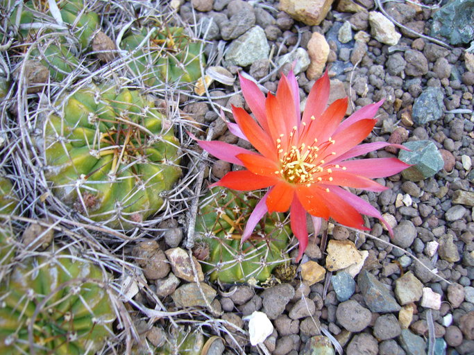Lobivia hertrichiana