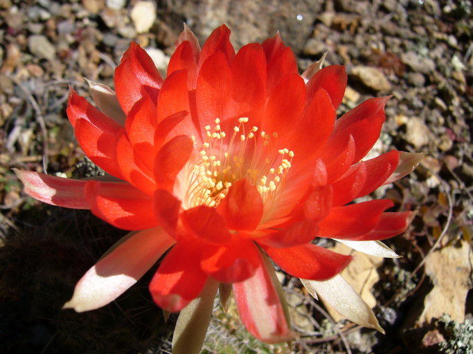 Lobivia hertrichiana