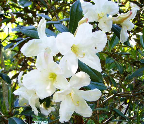 Rhododendron maddenii ssp. crassum