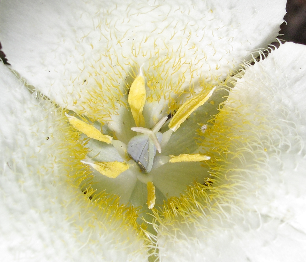 Calochortus apiculatus