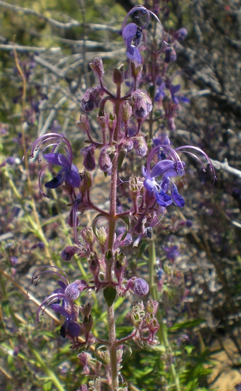 Trichostema parishii Trichostema parishii