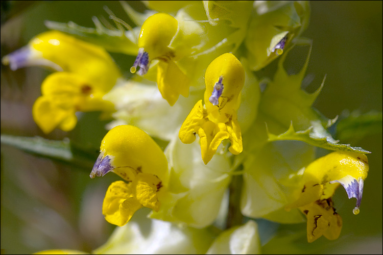 Rhinanthus glacialis