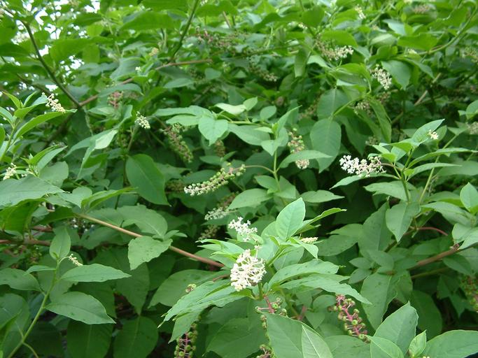 Phytolacca americana