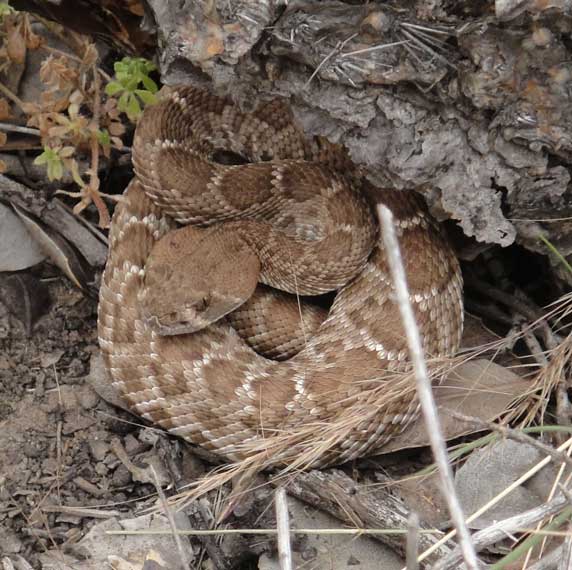 Crotalus ruber