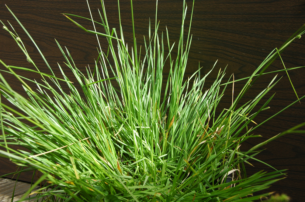 Carex albida