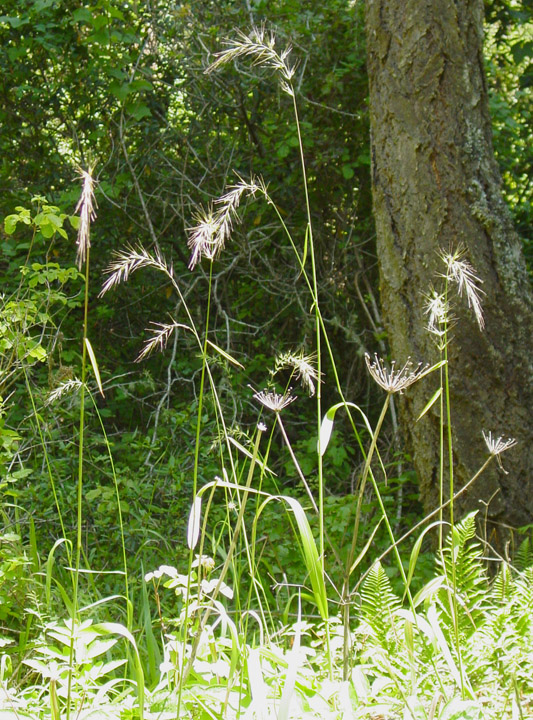 Elymus californicus Elymus californicus