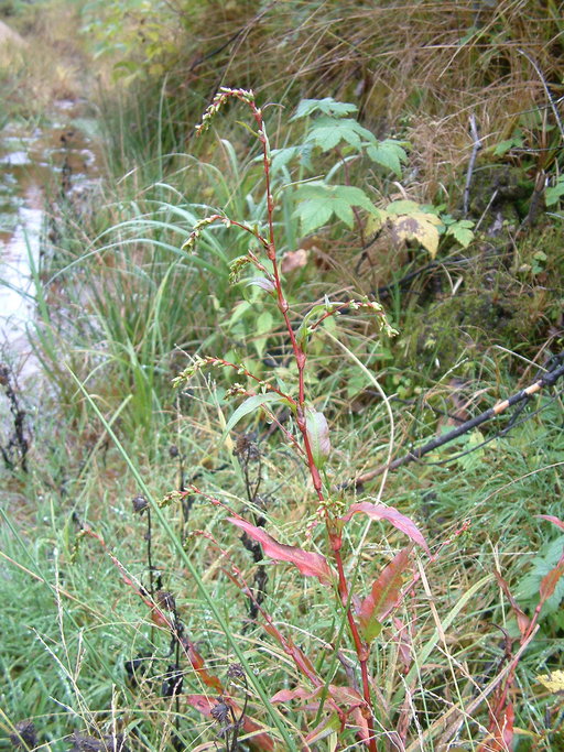Persicaria hydropiper