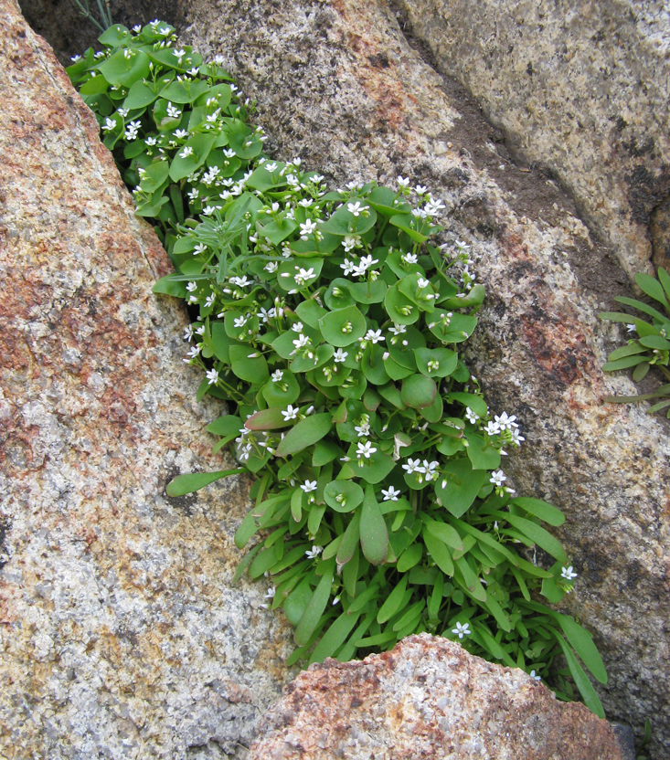 Claytonia parviflora ssp. utahensis