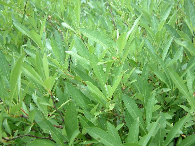 Prunus pumila var. depressa Prunus pumila var. depressa