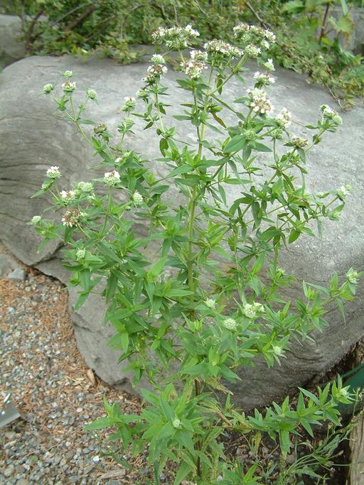 Pycnanthemum virginianum