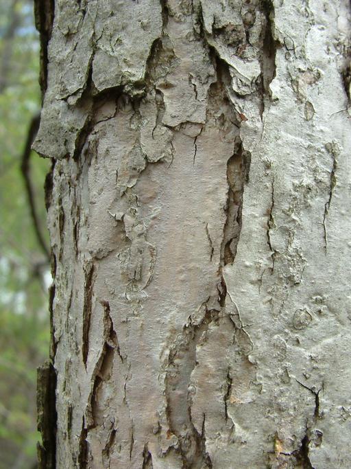 Quercus bicolor