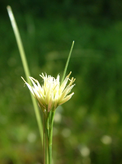 Rhynchospora alba Rhynchospora alba