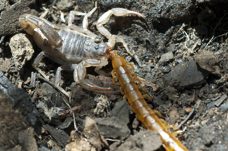 Paruroctonus silvestrii