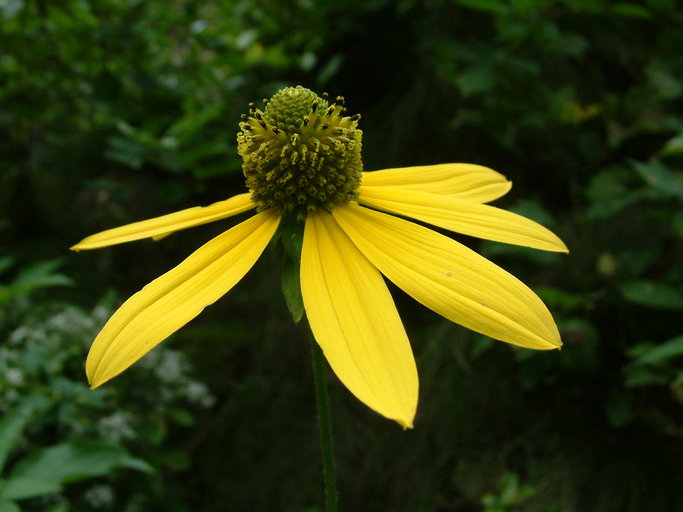 Rudbeckia laciniata Rudbeckia laciniata