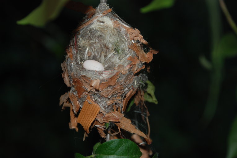 Cynanthus latirostris Cynanthus latirostris