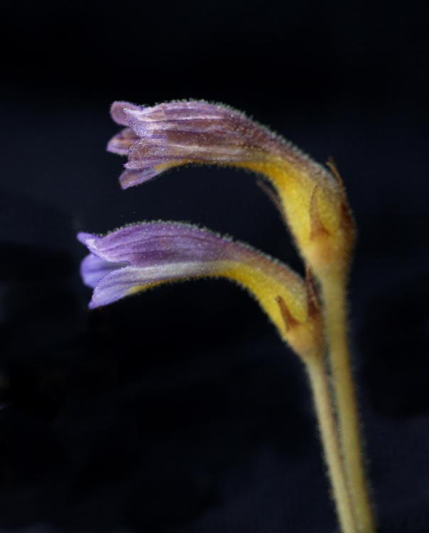 Orobanche uniflora