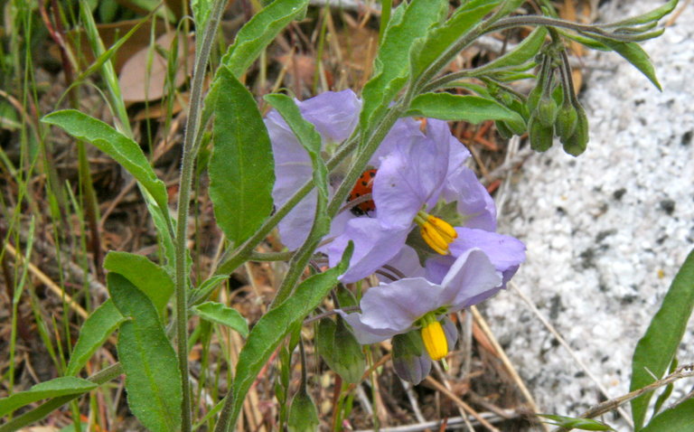 Solanum xanti