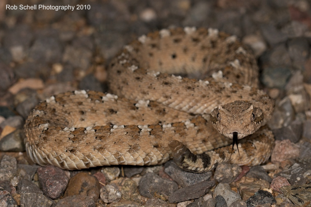 CalPhotos: Crotalus cerastes cercobombus; Sonoran Sidewinder