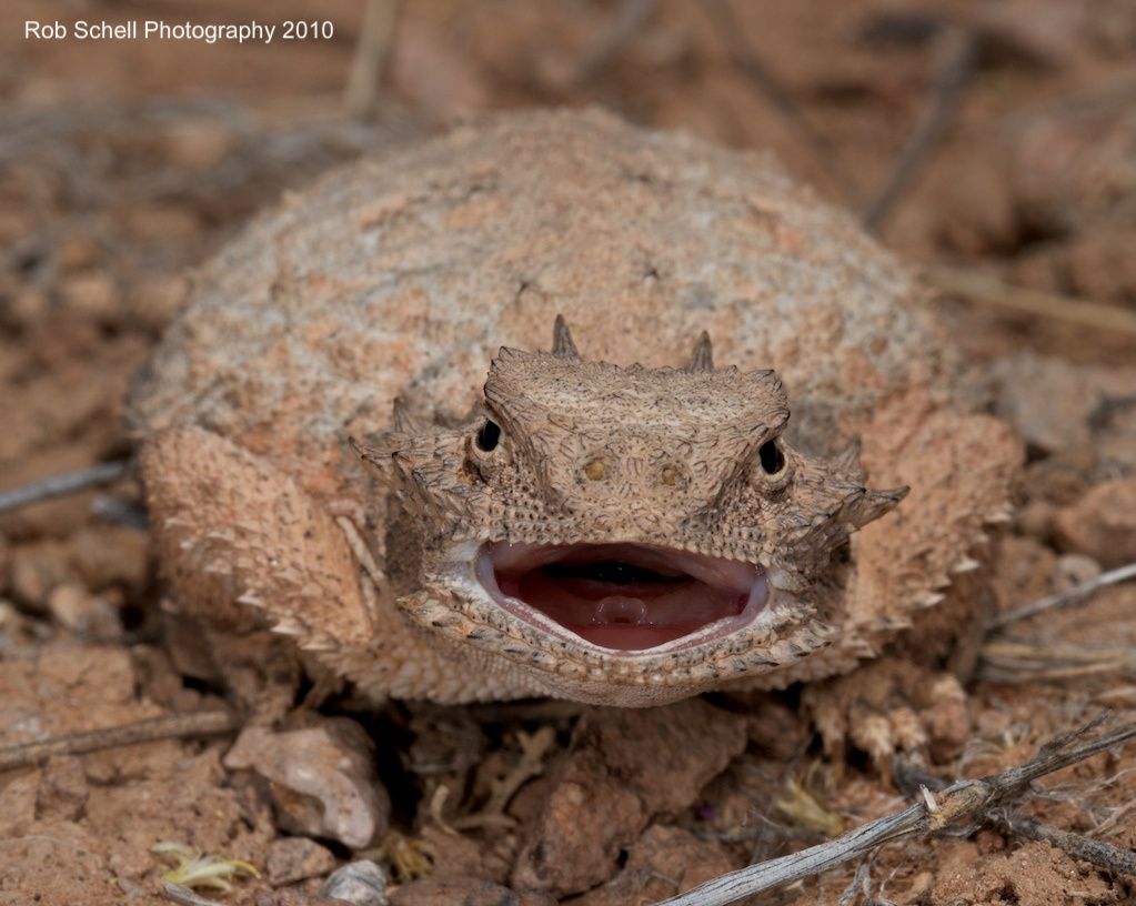 Phrynosoma modestum