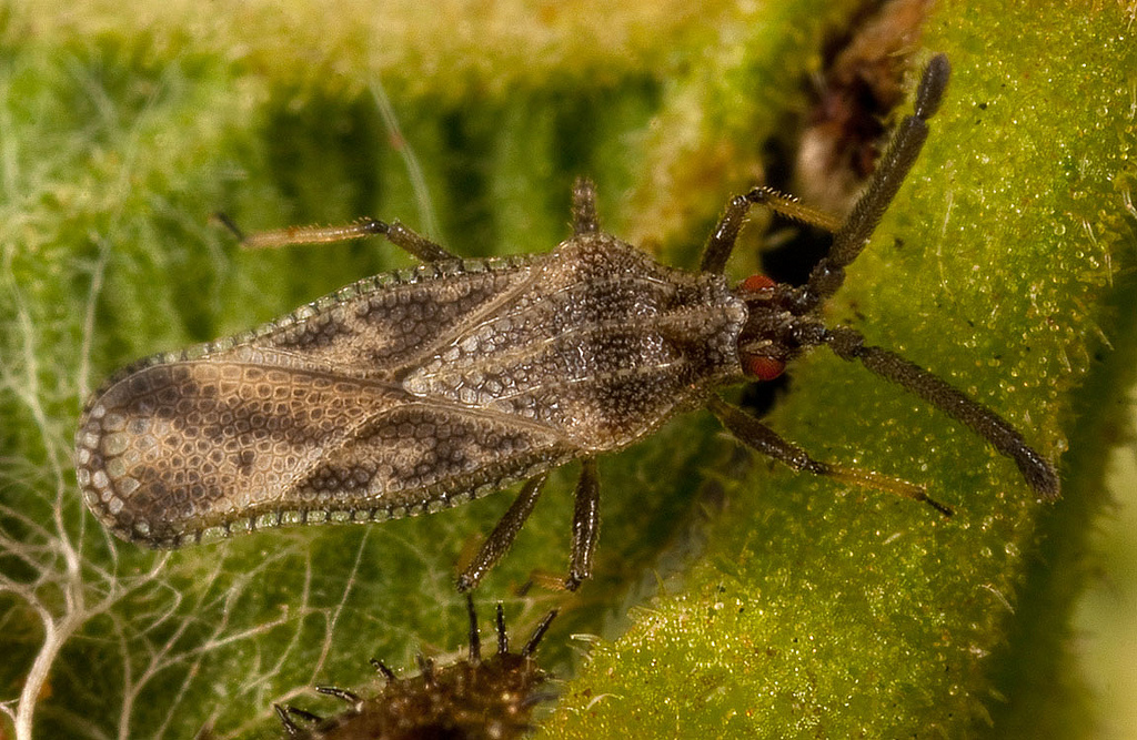 Teleonemia scrupulosa Teleonemia scrupulosa