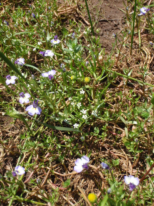 Legenere limosa Legenere limosa