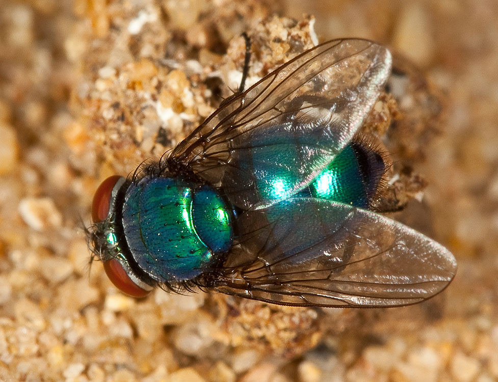 Lucilia mexicana Lucilia mexicana