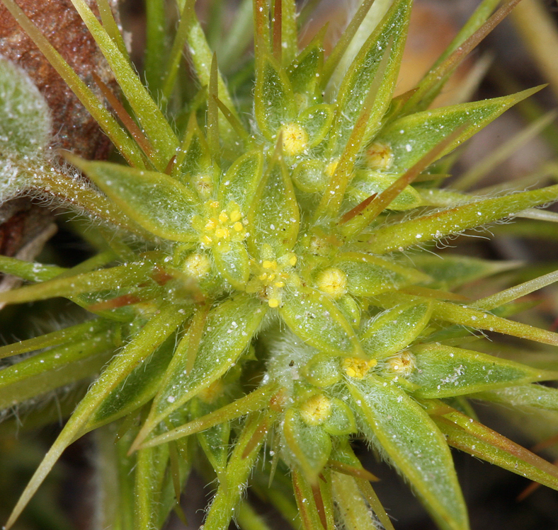 Chorizanthe rigida Chorizanthe rigida