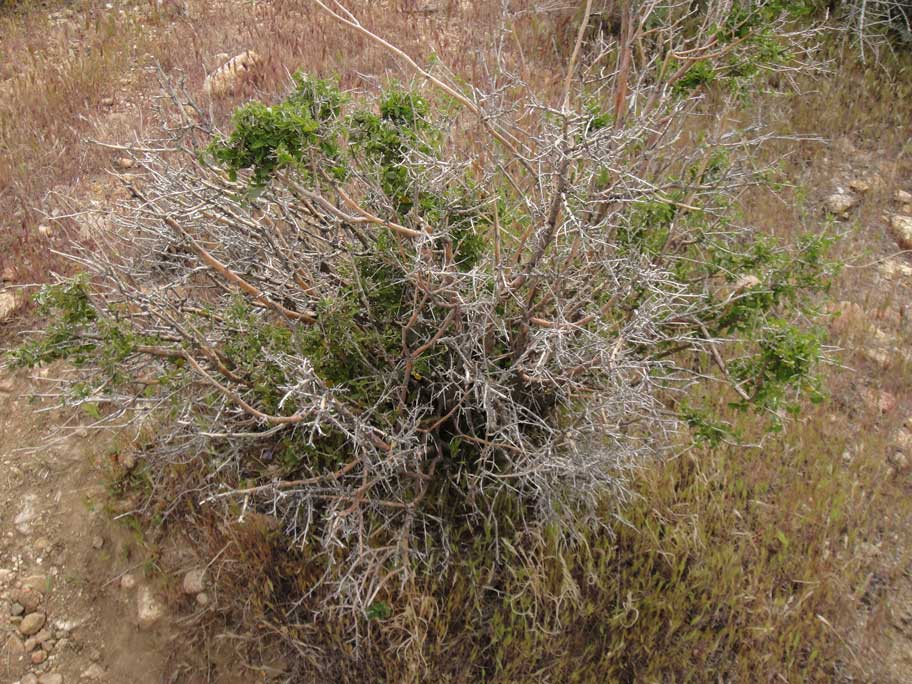Bernardia myricifolia