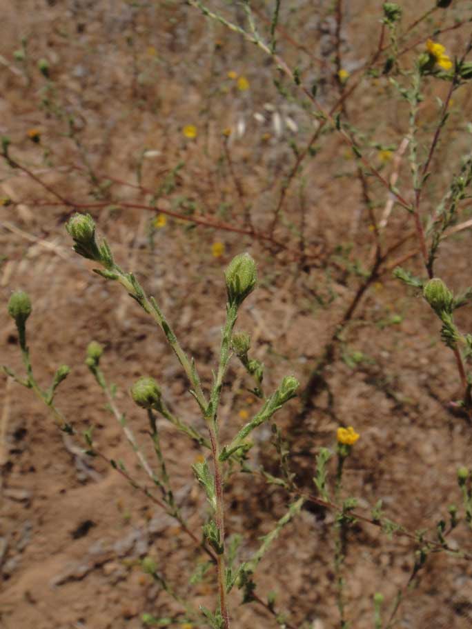 Deinandra paniculata