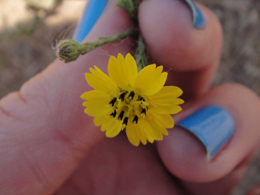 Deinandra paniculata Deinandra paniculata