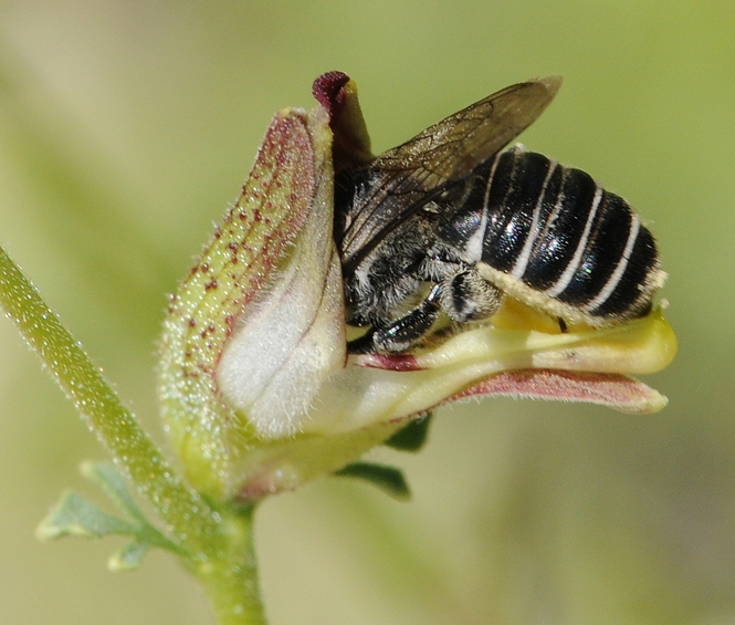 Megachile angelarum