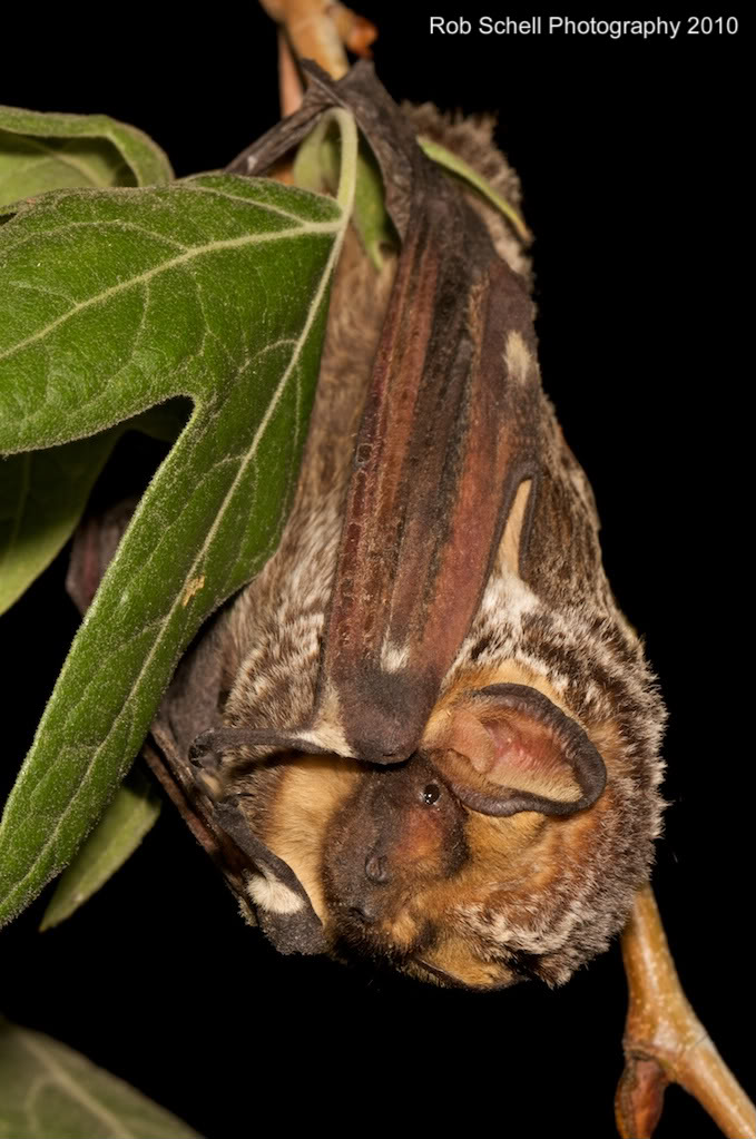Lasiurus cinereus Lasiurus cinereus