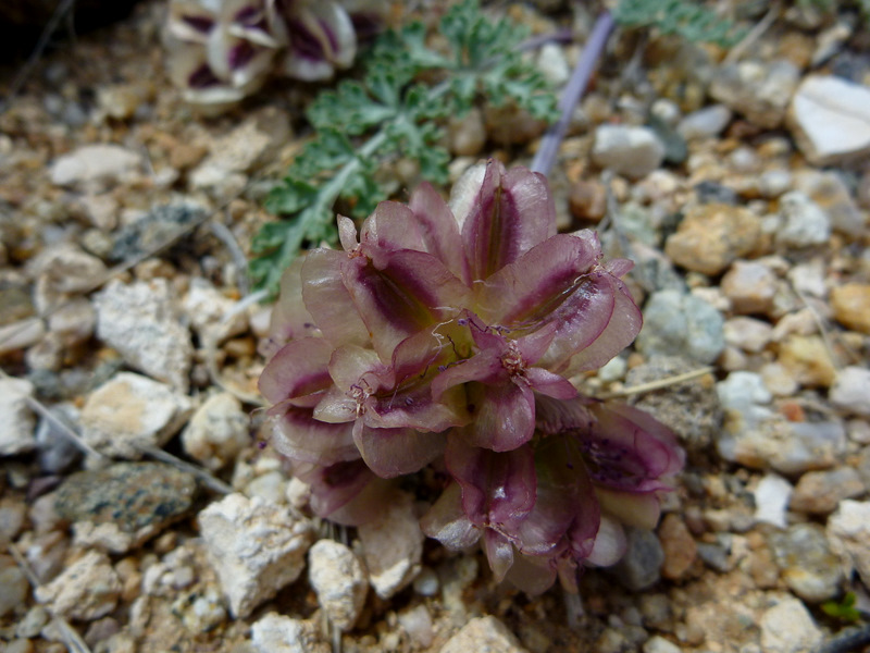 Cymopterus multinervatus Cymopterus multinervatus