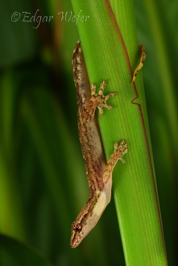 Lepidodactylus lugubris Lepidodactylus lugubris
