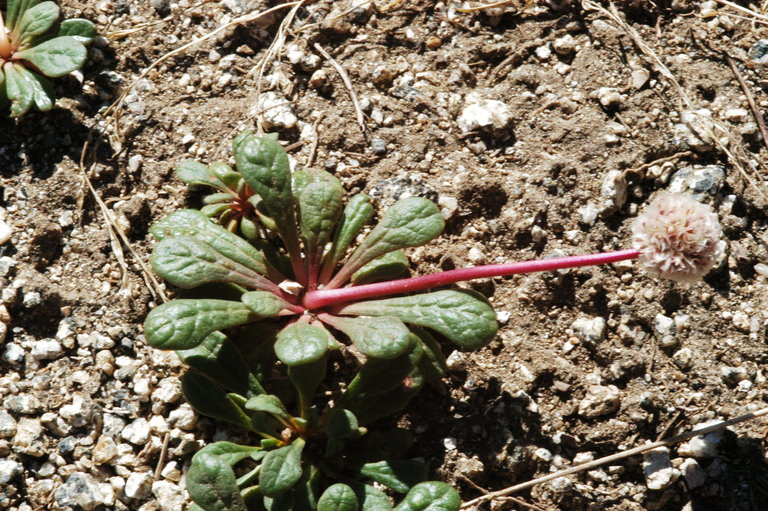 Cistanthe umbellata var. umbellata