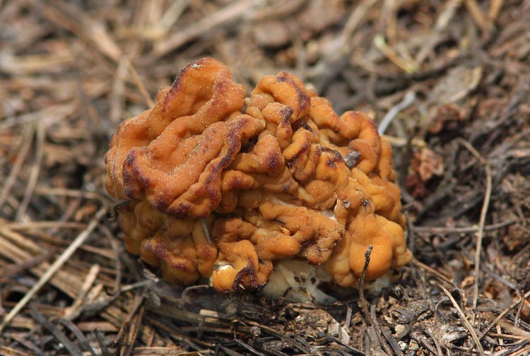Gyromitra esculenta Gyromitra esculenta