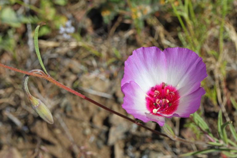 Clarkia gracilis ssp. tracyi