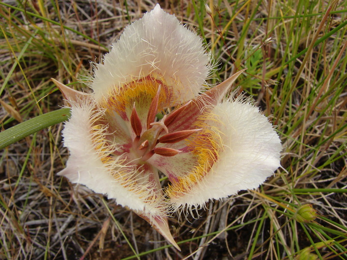 Calochortus coxii Calochortus coxii