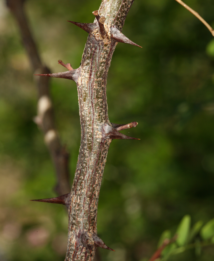 Robinia pseudoacacia